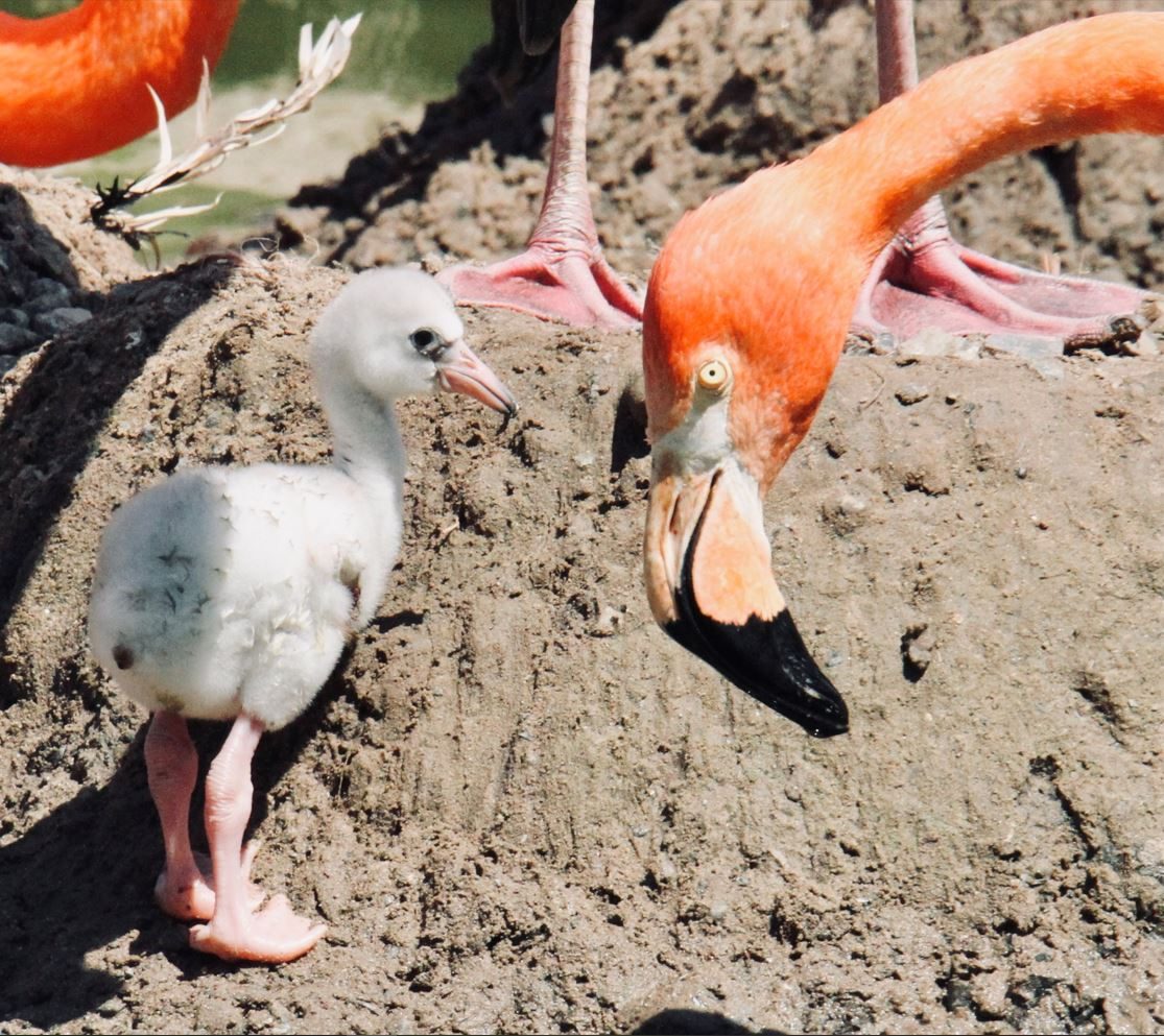 flamboyance-of-flamingos-break-zoo-record-blackpool-zoo